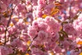 Sakura Festival. Cherry Blossom Tree. Sakura spring flowers background. Royalty Free Stock Photo