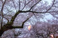 Sakura Festival lantern at Omiya Park,Saitama,Japan in spring.