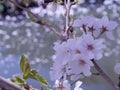 Sakura with Floral Rafts on the River