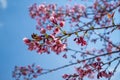 Sakura flower