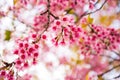 Sakura flower bloom on the tree