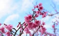 Sakura flower