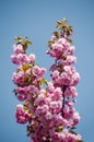 Sakura flower on blue sky background.