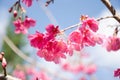 Sakura flower and blue sky,Chiang Mai Thailand