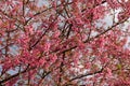 Beautiful cherry blossom sakura in spring time over blue sky.