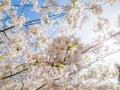 Sakura Flower or Cherry Blossom With Beautiful Nature and Sun Light in Background