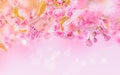 Sakura flower cherry blossom. Royalty Free Stock Photo