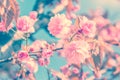 Sakura flower cherry blossom. Royalty Free Stock Photo