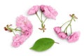 Sakura flower cherry blossom isolated on white background with clipping path and full depth of field. Top view. Flat lay Royalty Free Stock Photo