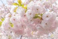 Sakura flower or Cherry blossom in the park,nature background Royalty Free Stock Photo