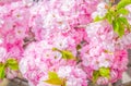 Sakura flower or Cherry blossom in the park,nature background Royalty Free Stock Photo