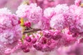 Sakura flower or Cherry blossom in the park,nature background Royalty Free Stock Photo
