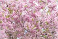Sakura flower or Cherry blossom in the park,nature background Royalty Free Stock Photo