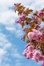 Sakura Flower or Cherry Blossom