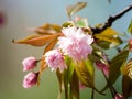 Sakura flower cherry blossom in spring time. Pink flowers. Soft toned