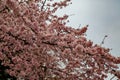 Sakura flower & cherry blossoms