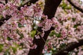 Sakura flower & cherry blossoms