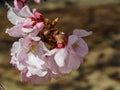 Sakura flower & cherry blossoms