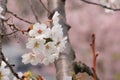 Sakura flower, Close up cheery blossom