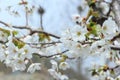 Sakura flower, Close up cheery blossom