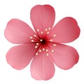 Sakura flower 3d illustration. Cherry blossom flower 3d clipart, decorative element