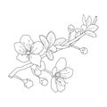 Sakura flower drawing, vector sketch hand drew illustration artistic, simplicity, coloring page isolated on white background.