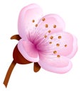 Sakura flower elemnt. Japanese realistic pink blossom
