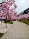 Sakura flower in Lembang west Java