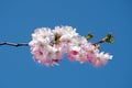 Blossoming sakura with pink flowers on blue sky background