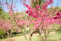 Sakura flower in outdoor garden Royalty Free Stock Photo