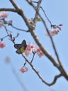 Sakura flower redbase jezebel butterfly