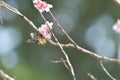 Sakura flower redbase jezebel butterfly