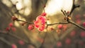 The sakura flower start to blossom