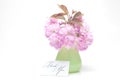 Sakura flower in a vase and a card Royalty Free Stock Photo