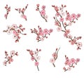 Cherry blossom vector and illustration design on white background. Royalty Free Stock Photo