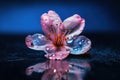 Sakura flower in water, pink cherry blossom petals with drops, generative AI Royalty Free Stock Photo