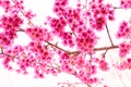 Sakura flower on white background