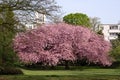 Sakura flowering in Germany Royalty Free Stock Photo