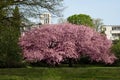 Sakura flowering in Germany Royalty Free Stock Photo