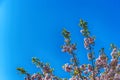 Sakura flowers against the blue sky. Blooming cherry tree branches against blue sky Royalty Free Stock Photo