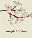 Sakura flowers banners Royalty Free Stock Photo