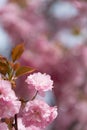 Sakura flowers. Beautiful natural backgrounds with blured backgrounds Royalty Free Stock Photo
