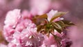 Sakura flowers. Beautiful natural backgrounds with blured backgrounds Royalty Free Stock Photo