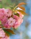 Sakura flowers. Beautiful natural backgrounds with blured backgrounds Royalty Free Stock Photo