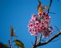 Sakura flowers ,beautiful plants on the moutains at Phu Lom Lo, Pho Hin Rong Kla nation park, Pitsanulok province,Thailand.