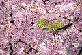 Sakura flowers blooming.