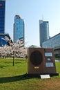 Sakura flowers blooming. Beautiful pink cherry blo