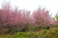 Sakura flowers blooming blossom in PhuLomLo Loei Province , Thai