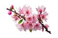 Sakura flowers bloomingi n springtime a bunch. Vector illustration Royalty Free Stock Photo