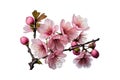 Sakura flowers bloomingi n springtime a bunch. Vector illustration Royalty Free Stock Photo